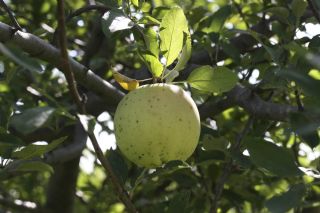 Old Fashioned Pear Preserves image