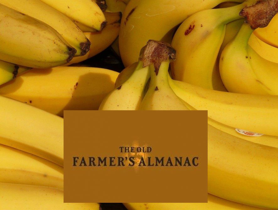 The 2022 Old Farmer’s Almanac Bananas Recipe Contest