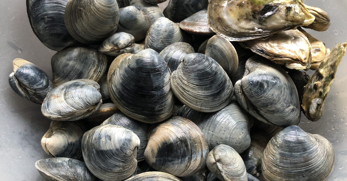 How to Purge Sand from Clams Creating Your Own Cookbook