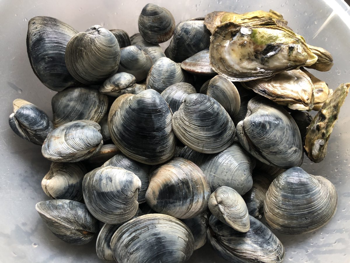 How to Purge Sand from Clams Creating Your Own Cookbook