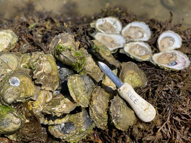 How To Shuck An Oyster: Step by Step
