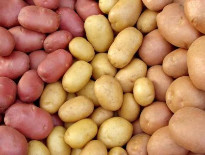 Potato Perfection: A Guide to the Best Types for Every Recipe